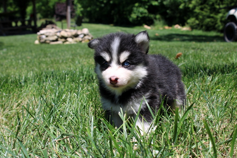 puppy, for, sale, Pomsky, Matthew B. Stoltzfus, dog, breeder, Gap, PA, dog-breeder, puppy-for-sale, forsale, nearby, find, puppyfind, locator, puppylocator, aca